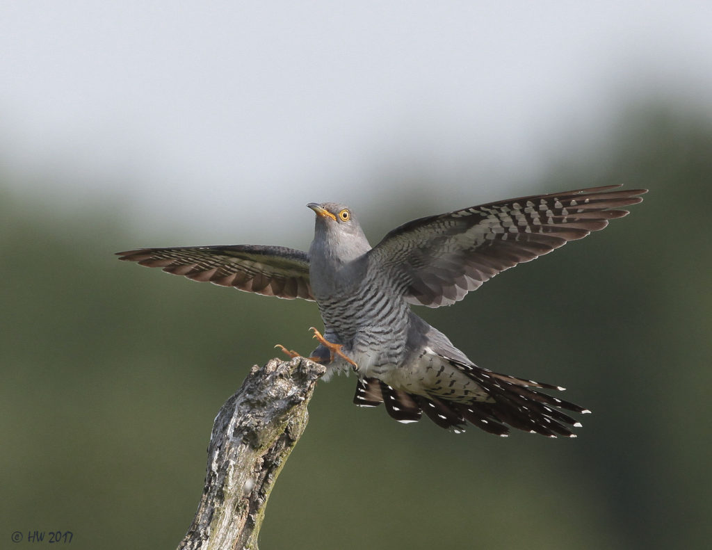 koekoek vogelfotografie