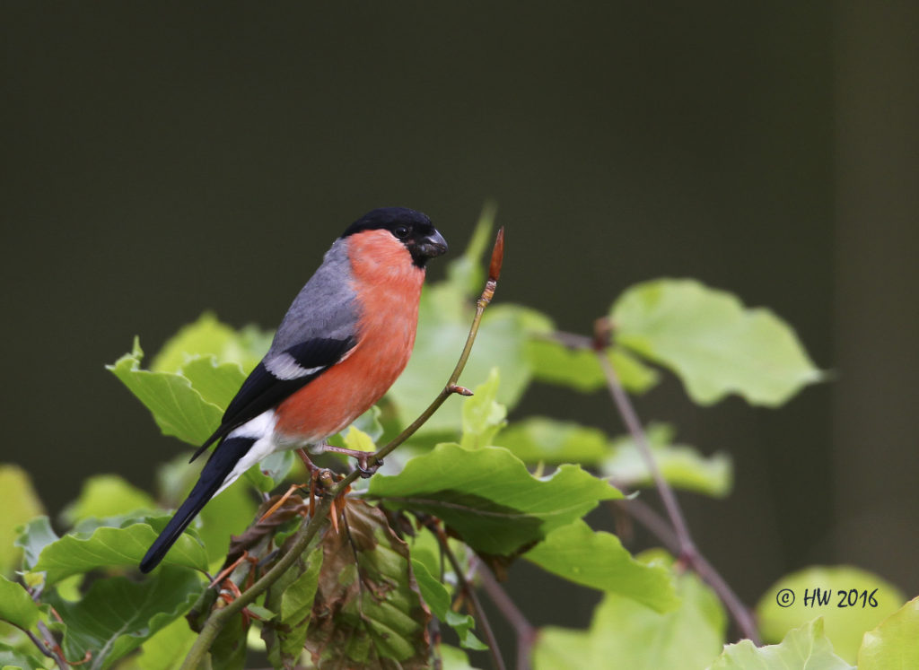 Goudvink op tak vogelfotografie