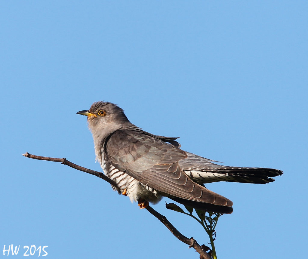 koekoek vogelfotografie