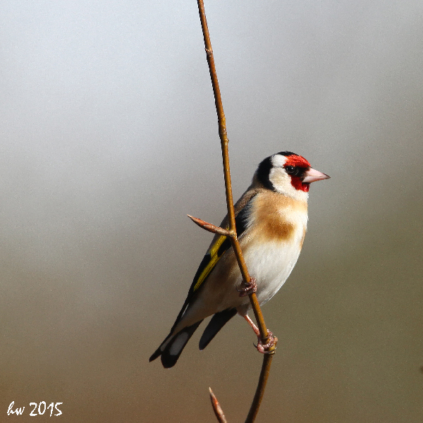 Putter lucht achtergrond vogelfotografie