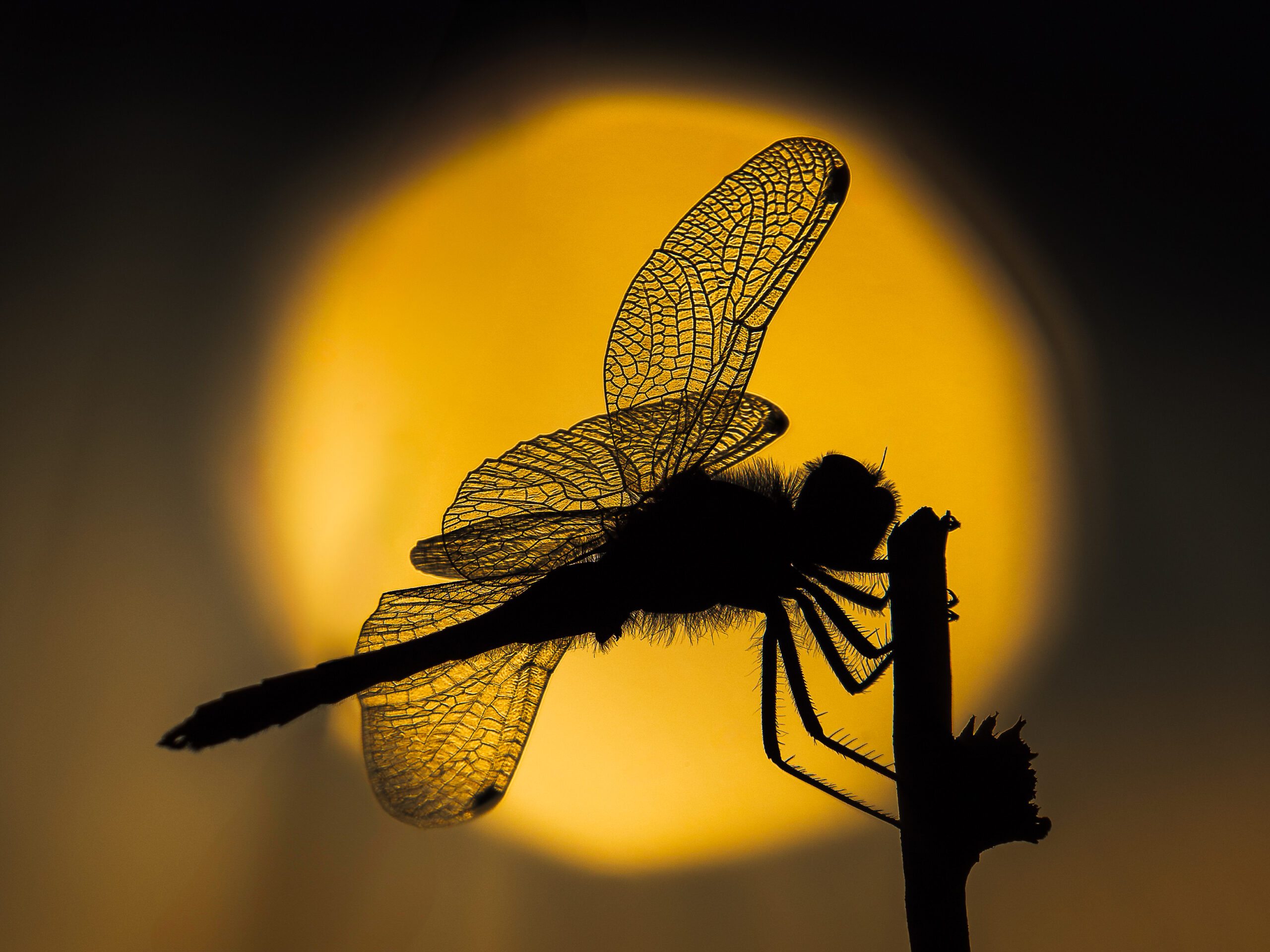 OM System M.Zuiko Digital ED 50-200mm f/2.8 IS PRO