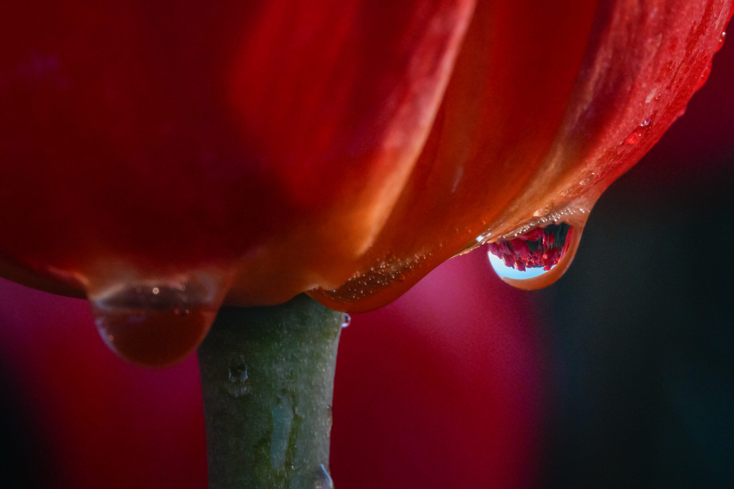 Sony A7R VI Body