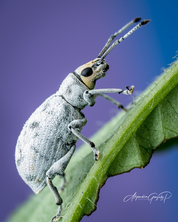 AK Diffuser - Macro Flits Diffuser - OM System OM-1 ( II ) - OM System 90mm f/3.5 Macro - Godox V480