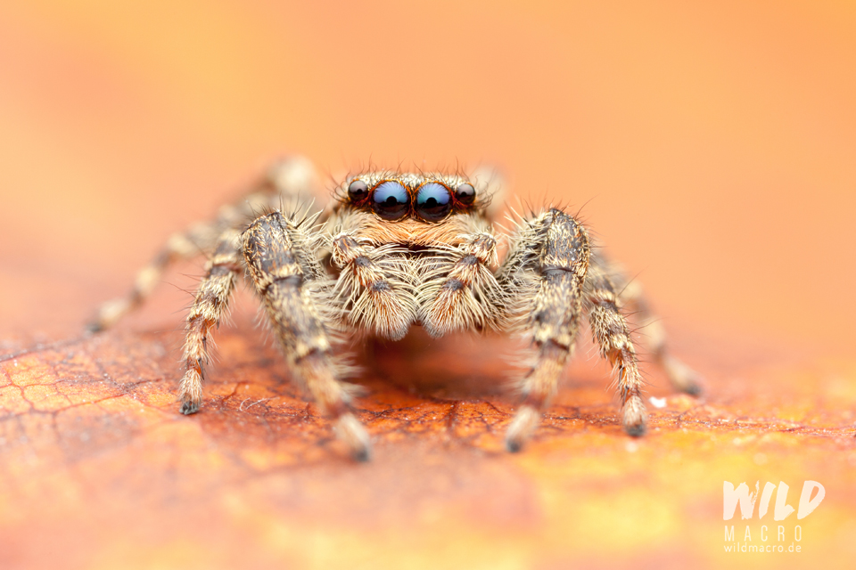 AK Diffuser - Macro Flits Diffuser - OM System OM-1 ( II ) - OM System 90mm f/3.5 Macro - Godox V480