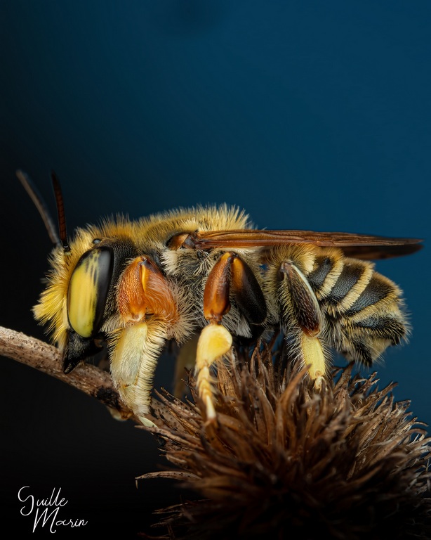 AK Diffuser - Macro Flits Diffuser - OM System OM-1 ( II ) - OM System 90mm f/3.5 Macro - Godox V480