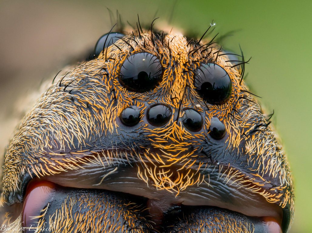AK Diffuser - Macro Flits Diffuser - OM System OM-1 ( II ) - OM System 90mm f/3.5 Macro - Godox V480